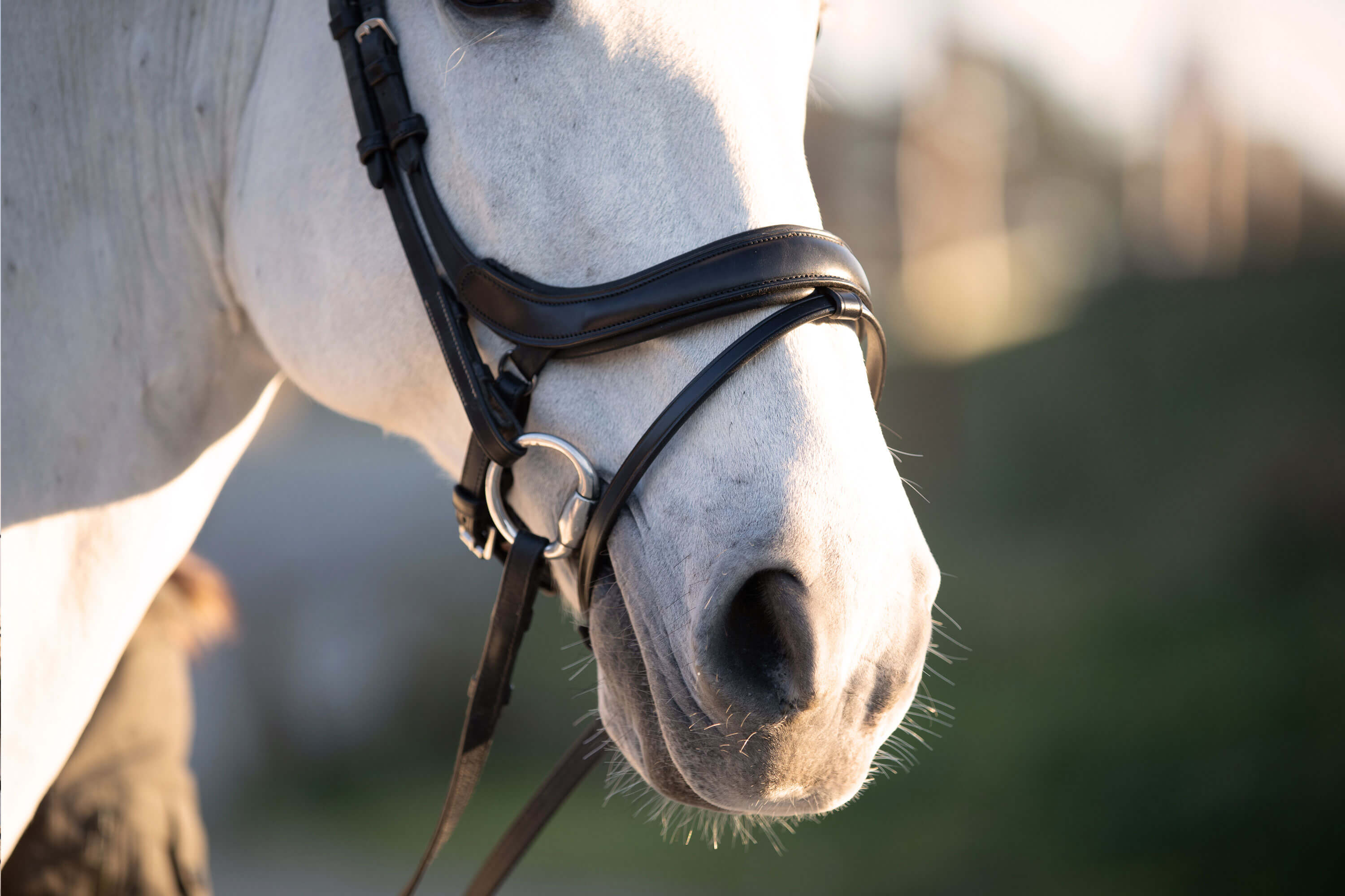 Trense Paladin Trensenzaum