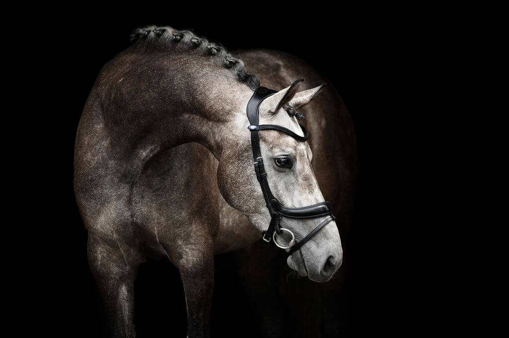 Trense Paladin Trensenzaum