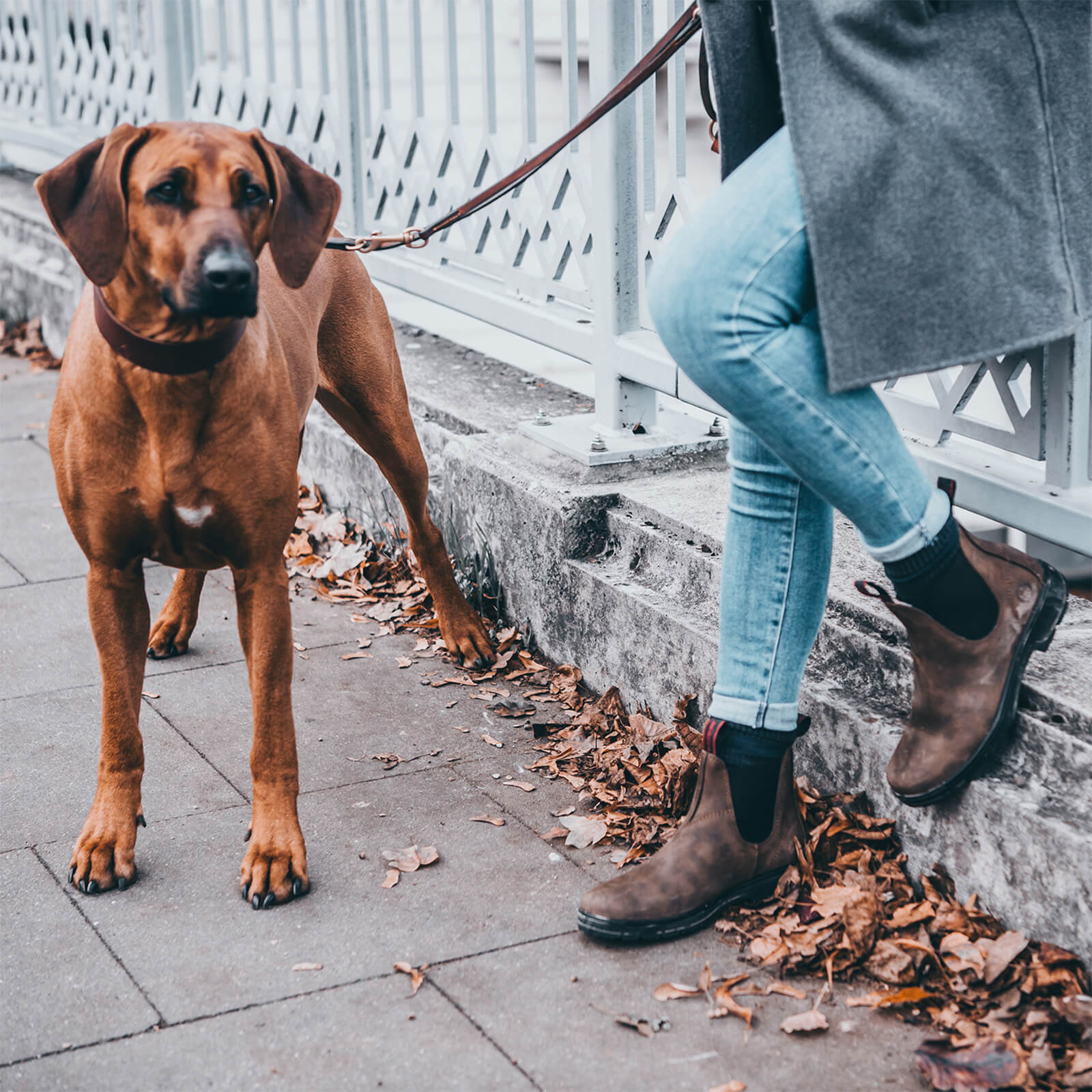 Stiefelette 1888 Australian Classic