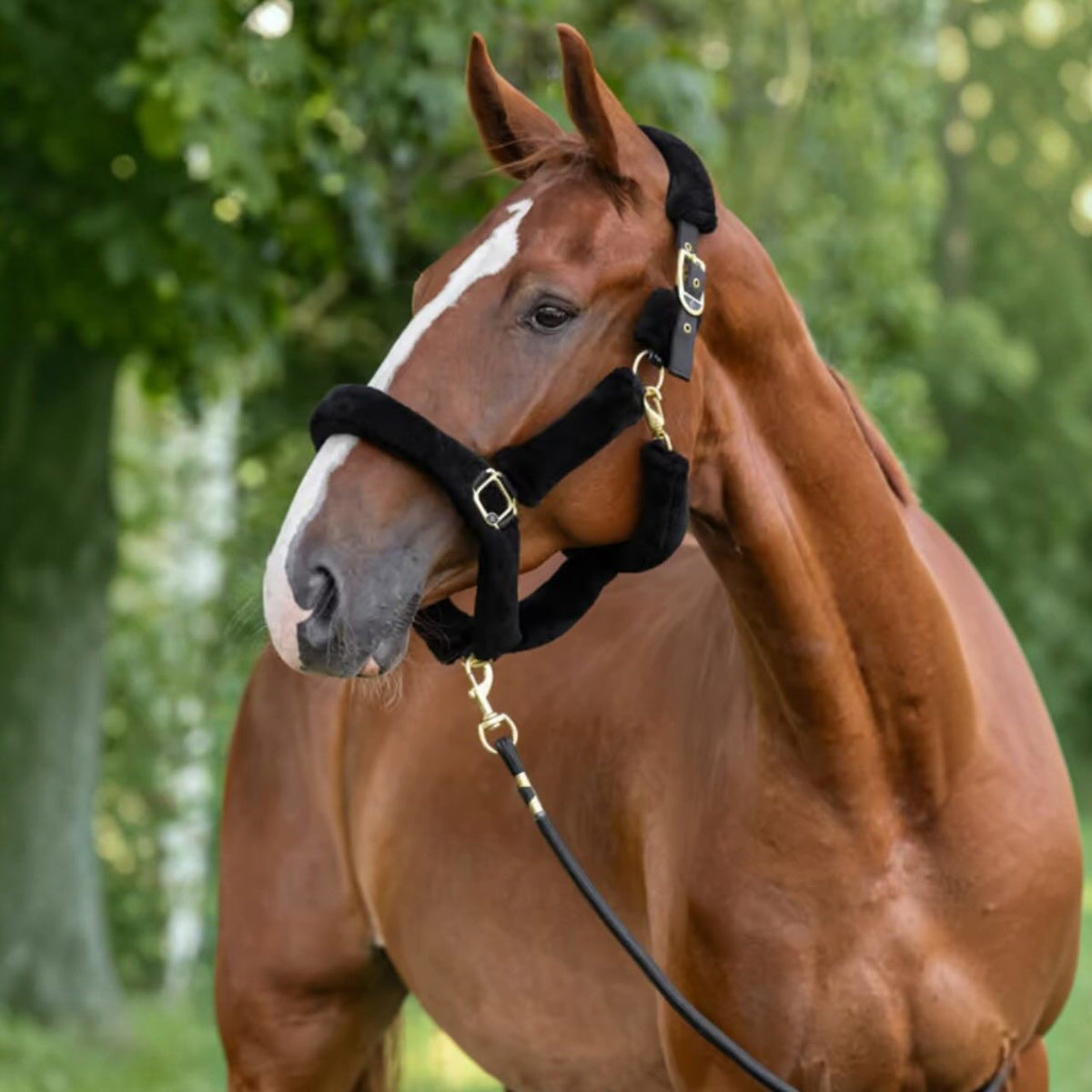 Covalliero Halfter SuperSoft 2.0
