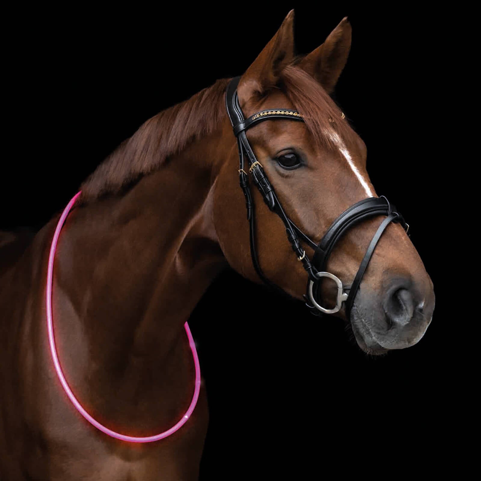 Halsriemen LED Leuchtring