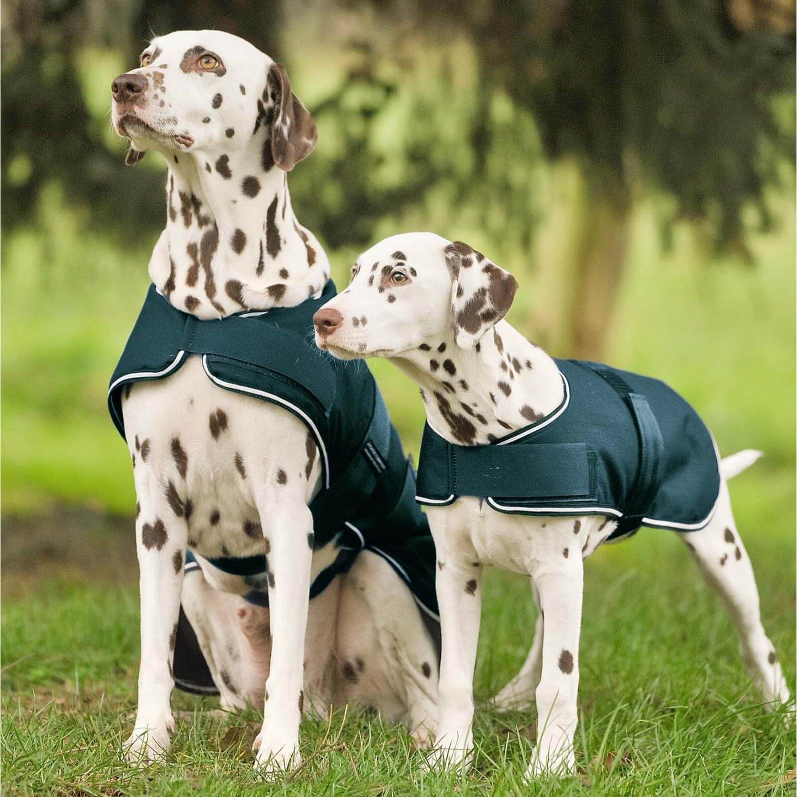 Hundedecke 0g Regendecke
