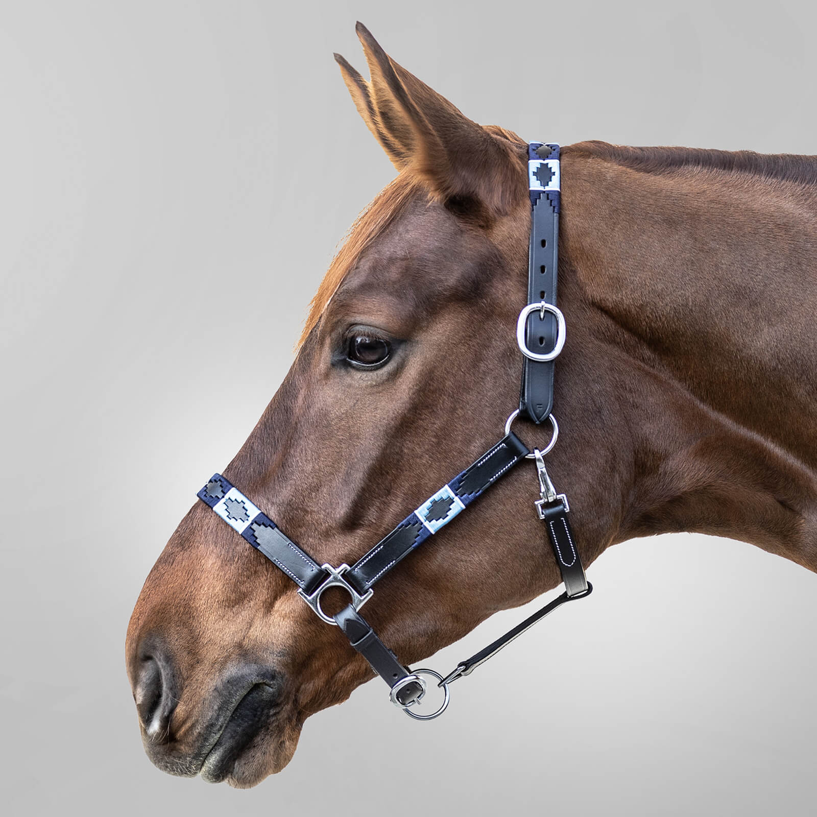Lederhalfter Polo