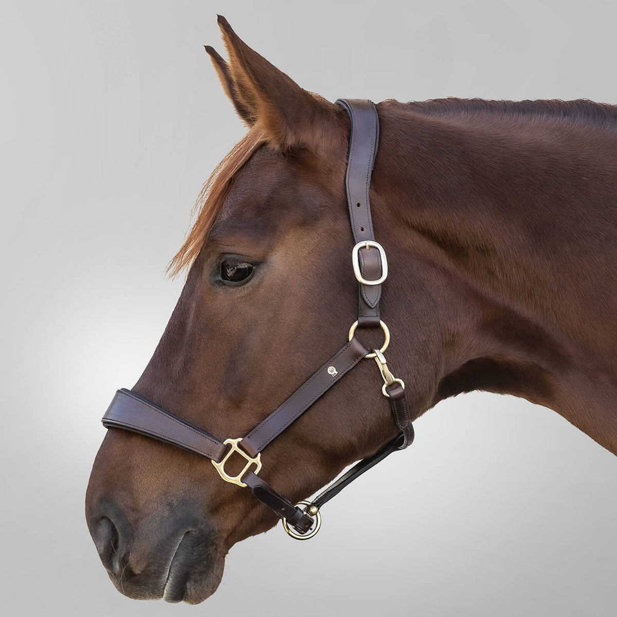 Lederhalfter X-Line Anatomic