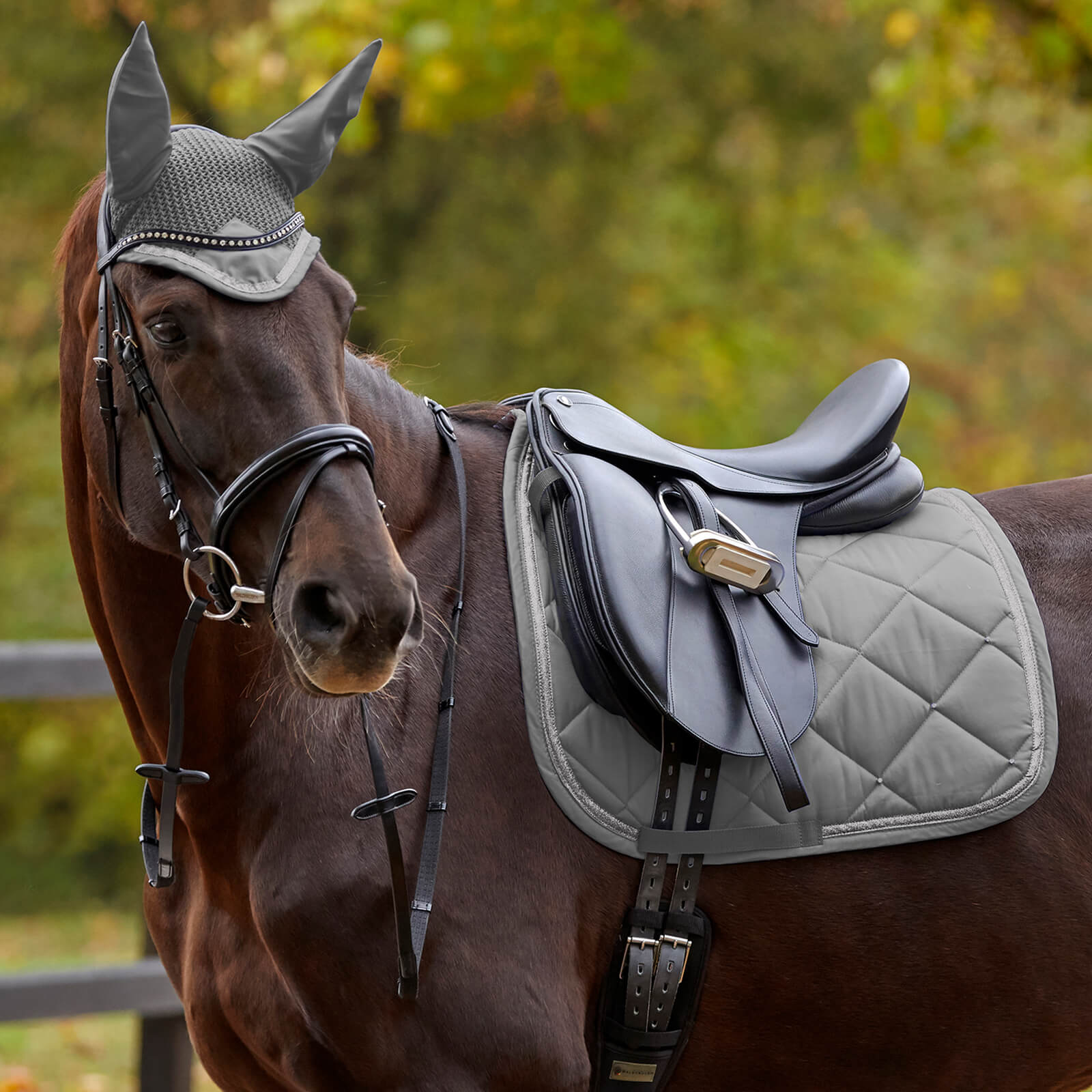 Schabracke Dressur Competition