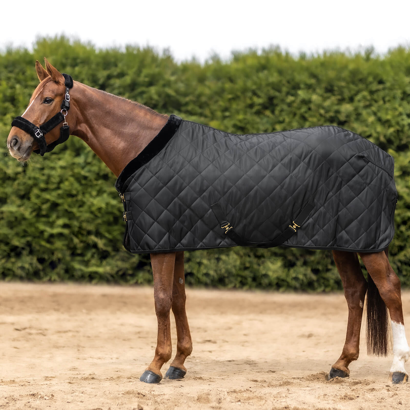 Transportdecke 50g Exclusive