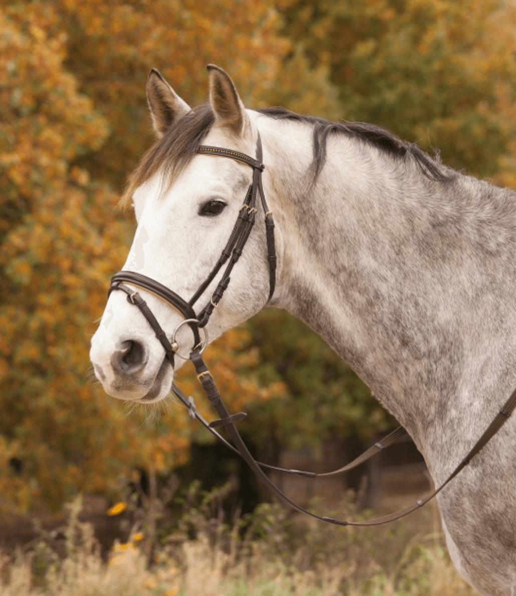 Trensenzaum Star Diamond