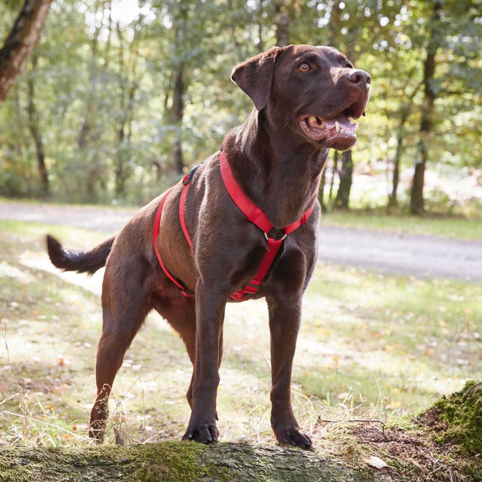 Geschirr Professional No Escape Hundegeschirr