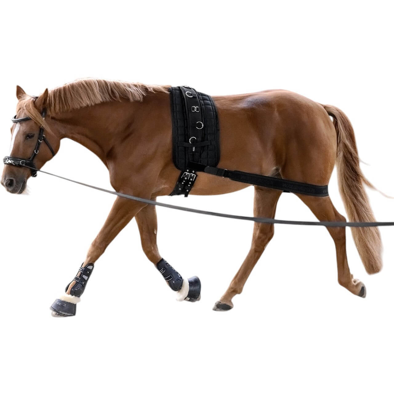 Waldhausen Körperbandage Hinterhandband Waldhausen Körperbandage Hinterhandband