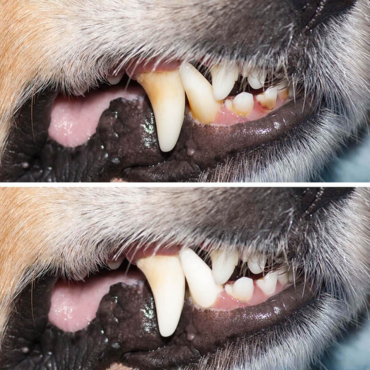 Denta Clean &amp; Care ZahnsteinEx Pulver Zahnpflege Hund Black Week