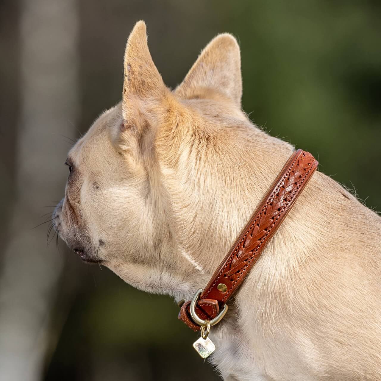 LeMieux Halsband LM Oxford LeMieux Halsband LM Oxford