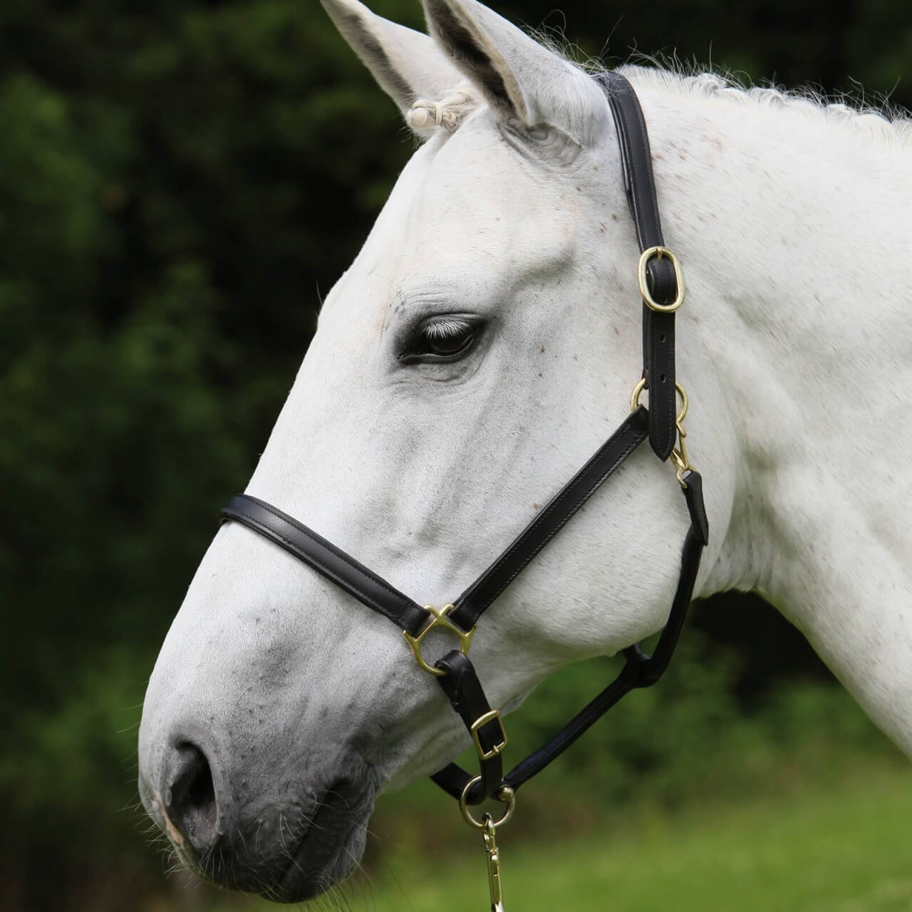 Waldhausen Lederhalfter Robust Waldhausen Lederhalfter Robust