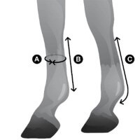 Vorschau: Stallgamaschen Royal Deluxe Vorschau: Stallgamaschen Royal Deluxe