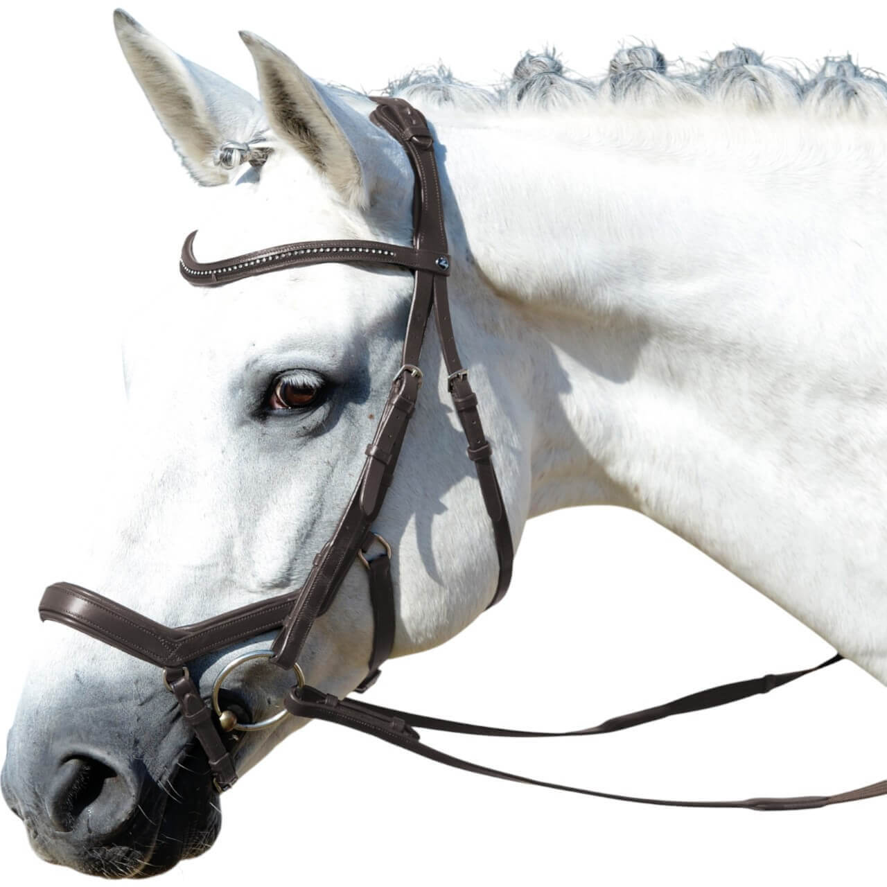 BUSSE Trense Feeling Trensenzaum Ledertrense mit Zügel BUSSE Trense Feeling Trensenzaum Ledertrense mit Zügel