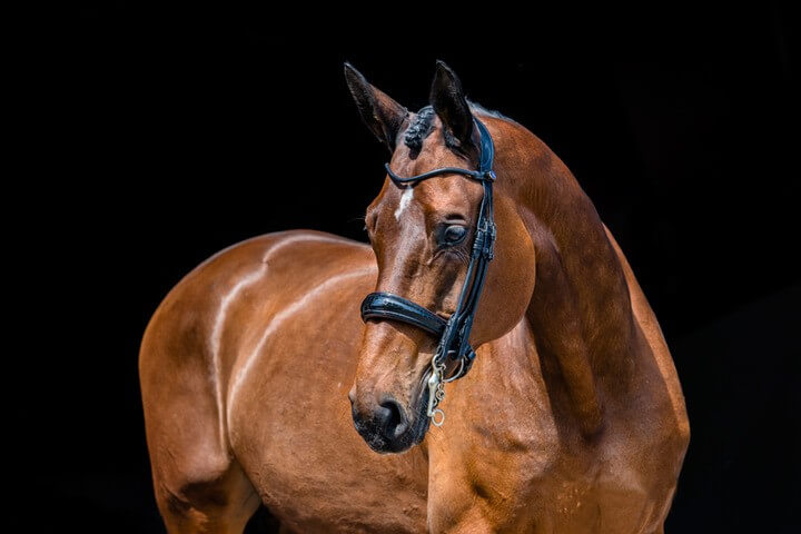 PS of Sweden Kandare All In Revolution PS of Sweden Kandare All In Revolution