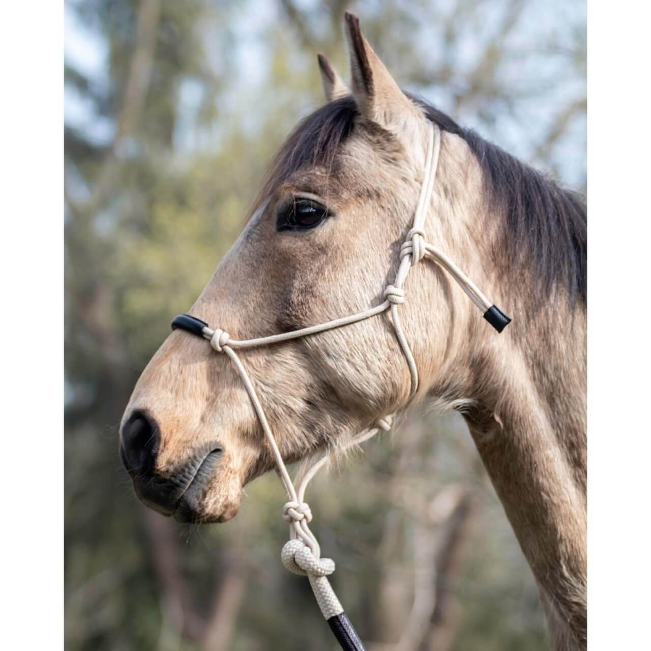 Dy´on Halfter La Cense by Dyon Trainingshalfter Knotenhalfter Dy´on Halfter La Cense by Dyon Trainingshalfter Knotenhalfter