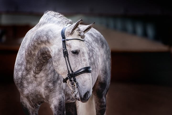 PS of Sweden Kandare Passage Kandarenzaum Leder PS of Sweden Kandare Passage Kandarenzaum Leder