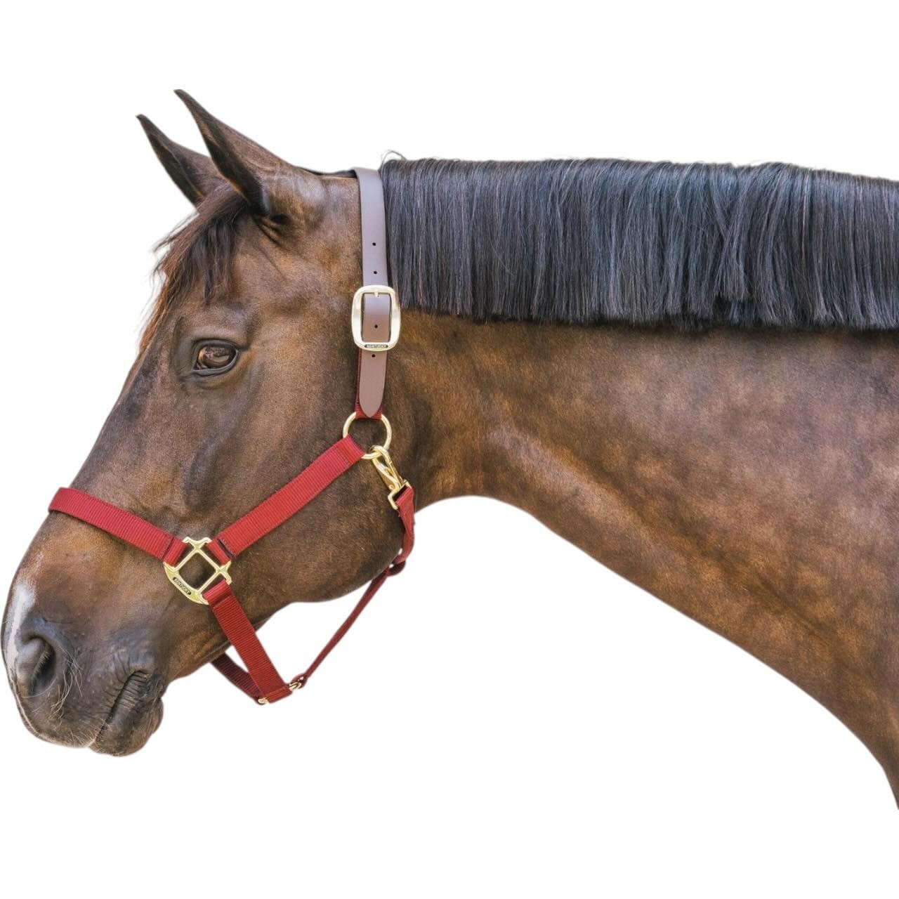 Kentucky Horsewear Halfter Breakaway Nylonhalfter Kentucky Horsewear Halfter Breakaway Nylonhalfter