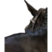 Vorschau: Trense Helsinki Trensenzaum Vorschau: Trense Helsinki Trensenzaum