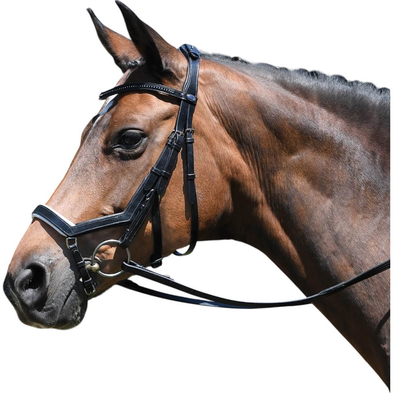 BUSSE Trense Feeling Trensenzaum Ledertrense mit Zügel BUSSE Trense Feeling Trensenzaum Ledertrense mit Zügel