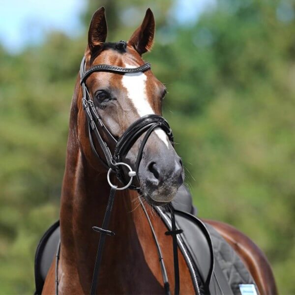 Trense Apollo Trensenzaum Trense Apollo Trensenzaum