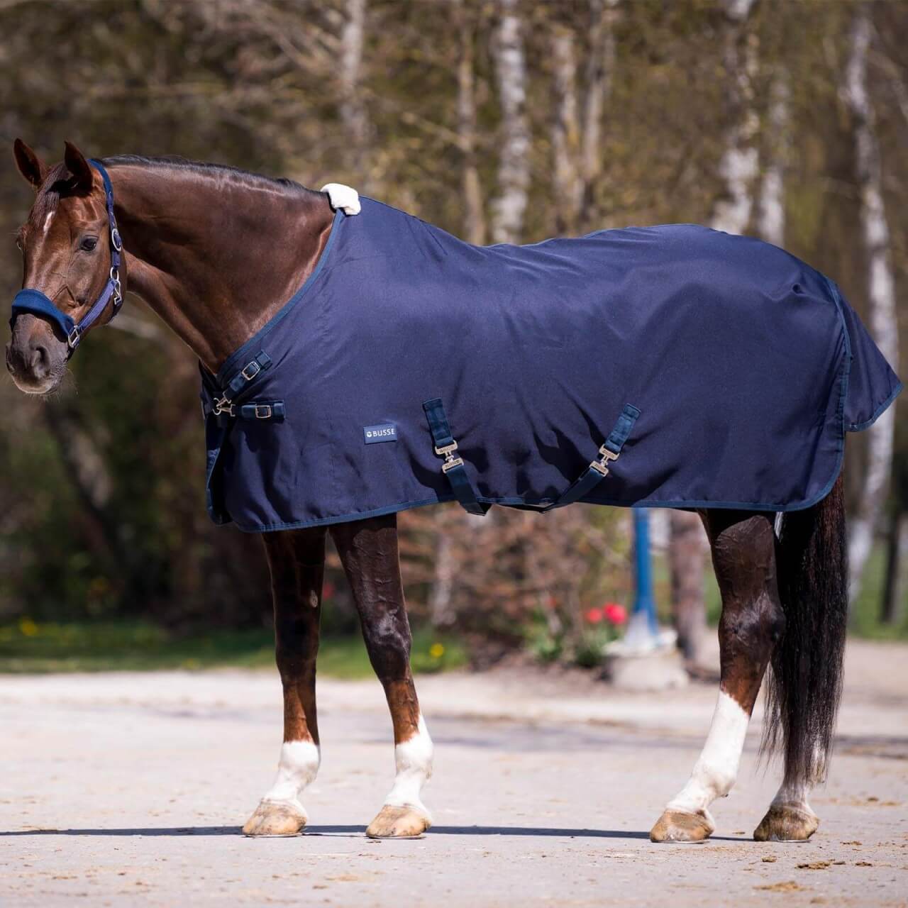 BUSSE Sommerdecke 0g Early Season Übergangsdecke BUSSE Sommerdecke 0g Early Season Übergangsdecke