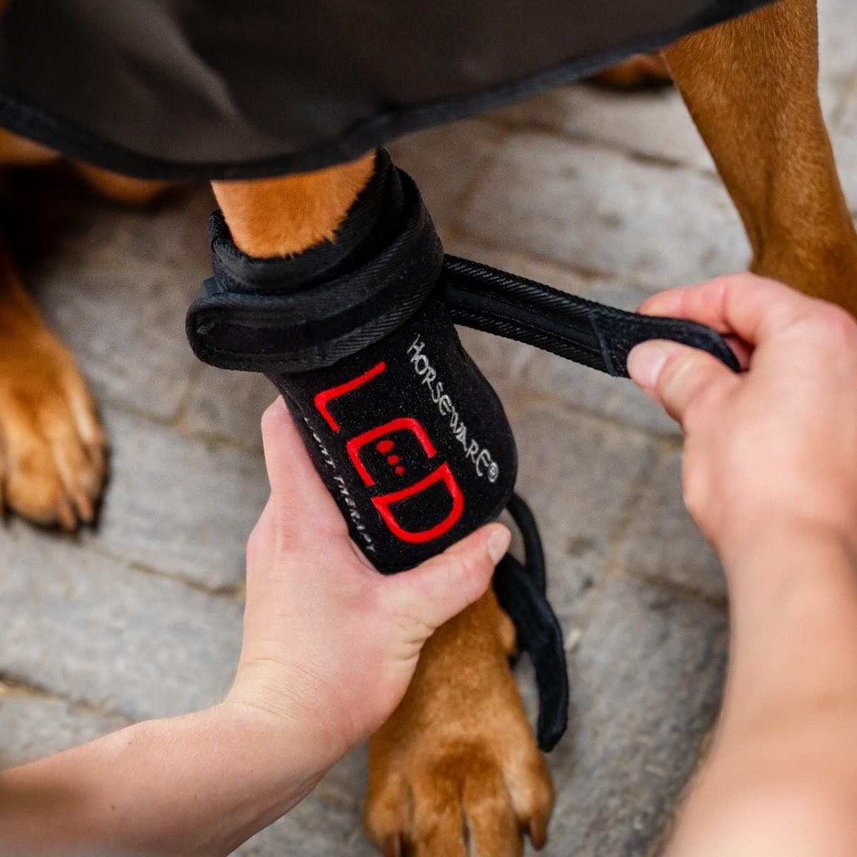 Horseware Ireland Horseware LED-Rotlicht-Therapie Haustiergamasche Horseware Ireland Horseware LED-Rotlicht-Therapie Haustiergamasche