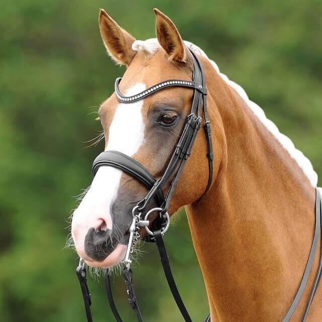 Passier Kandare PASSIERBLU Dream Kandarenzaum Passier Kandare PASSIERBLU Dream Kandarenzaum