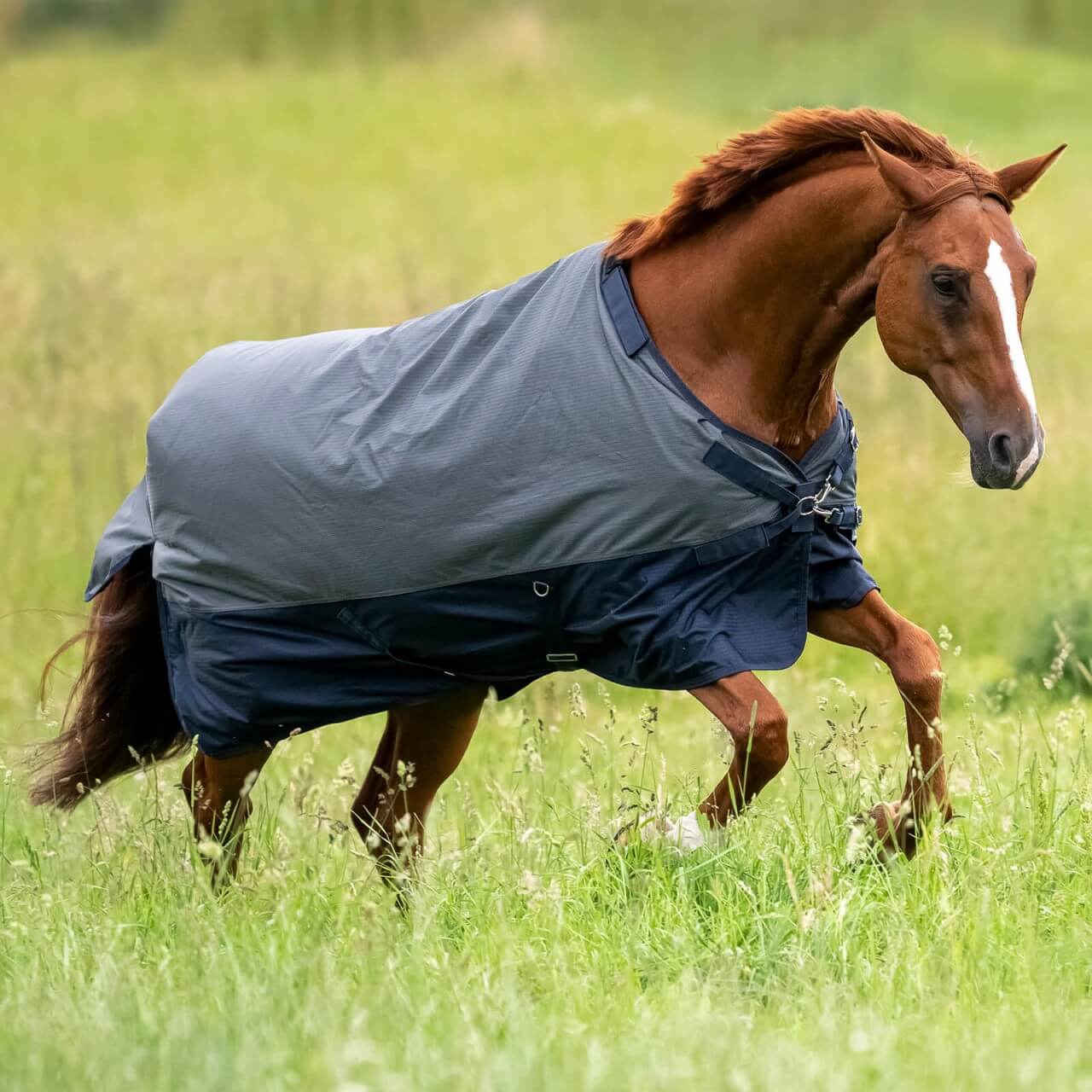 BUSSE Outdoordecke 50g Active Pro Weidedecke BUSSE Outdoordecke 50g Active Pro Weidedecke