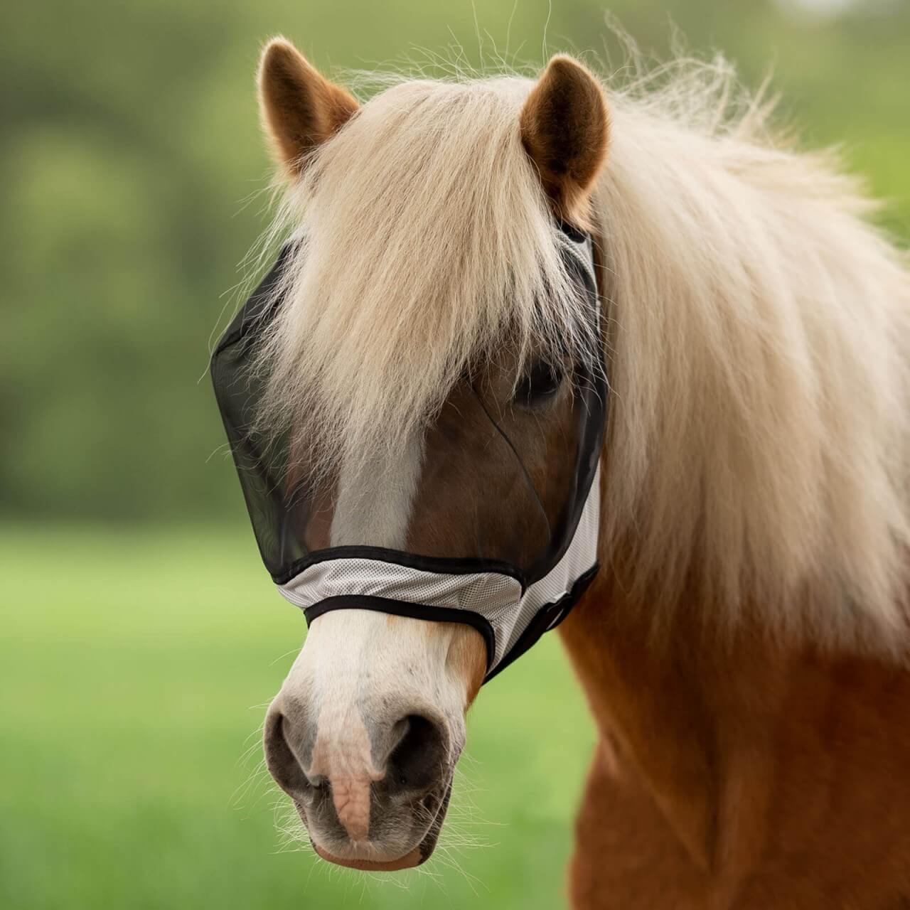 BUSSE Fliegenmaske Fly Guard Free Fliegenhaube Insektenschutz BUSSE Fliegenmaske Fly Guard Free Fliegenhaube Insektenschutz