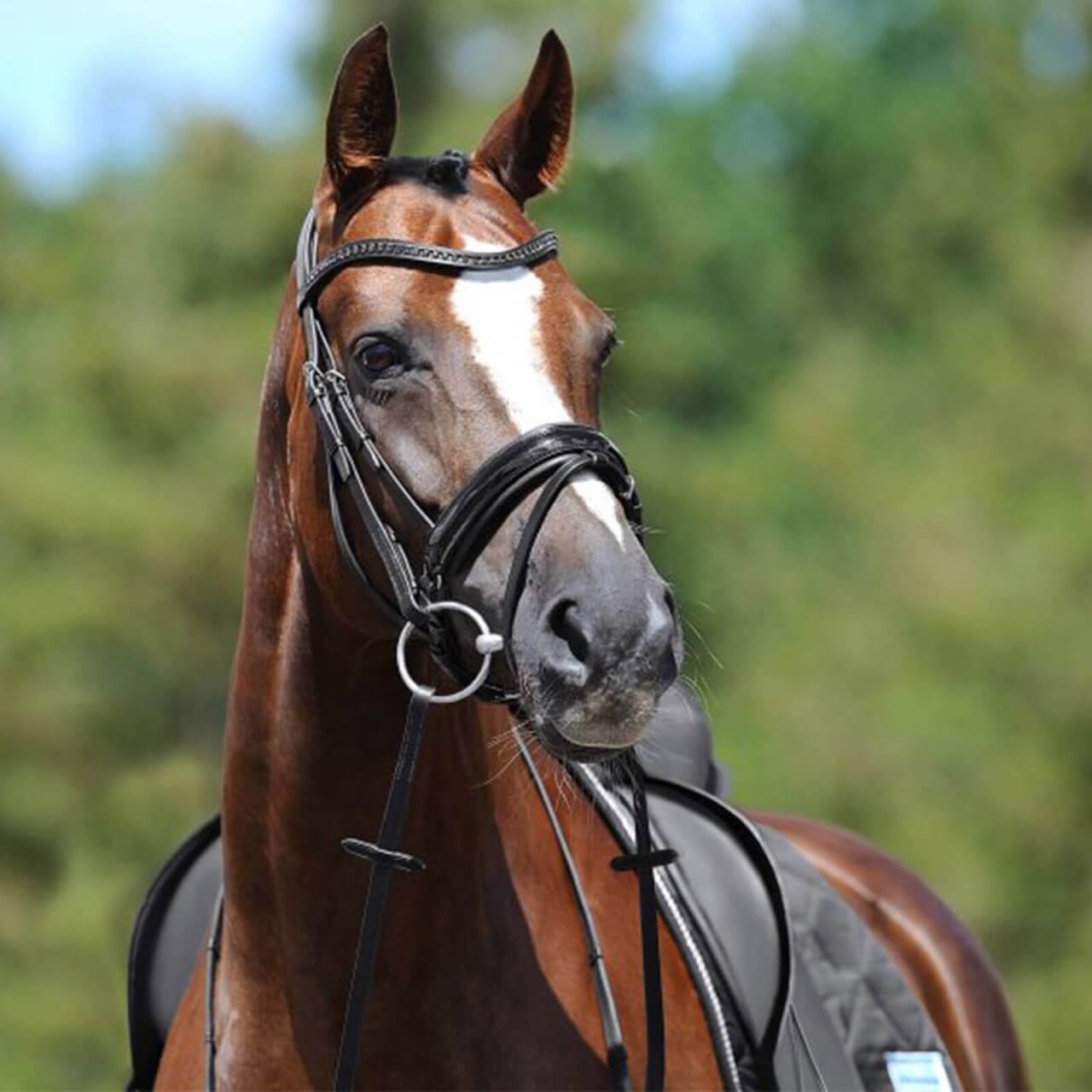 Passier Trense Apollo Trensenzaum Passier Trense Apollo Trensenzaum