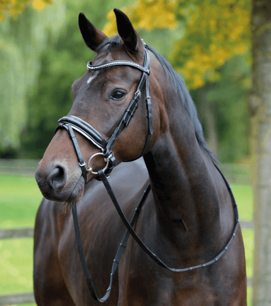 Trense Monza Trense Monza