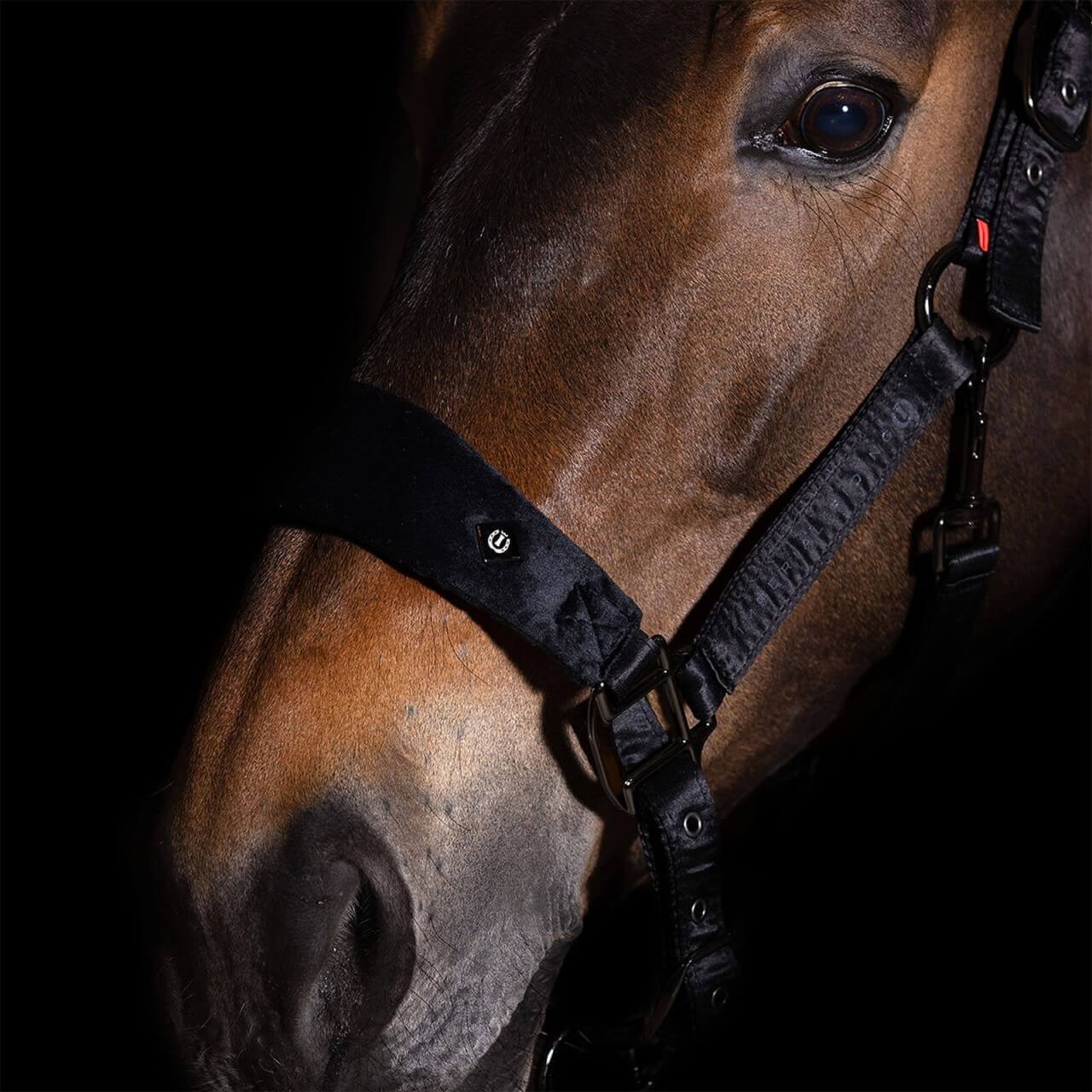 Imperial Riding Halfter IRHSchade HW 2023 Imperial Riding Halfter IRHSchade HW 2023