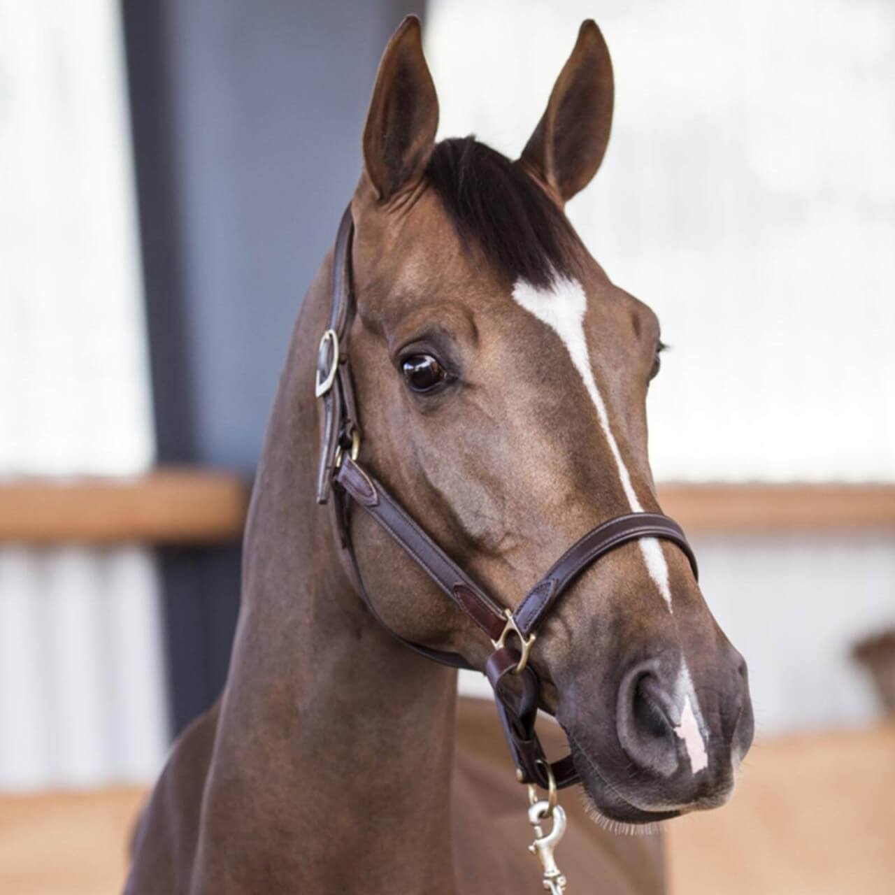 Stübben Stallhalfter NT Lederhalfter Stübben Stallhalfter NT Lederhalfter