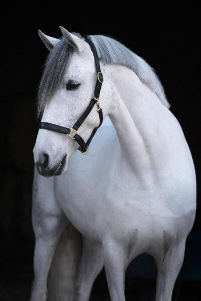 Lederhalfter Eco Halfter Lederhalfter Eco Halfter