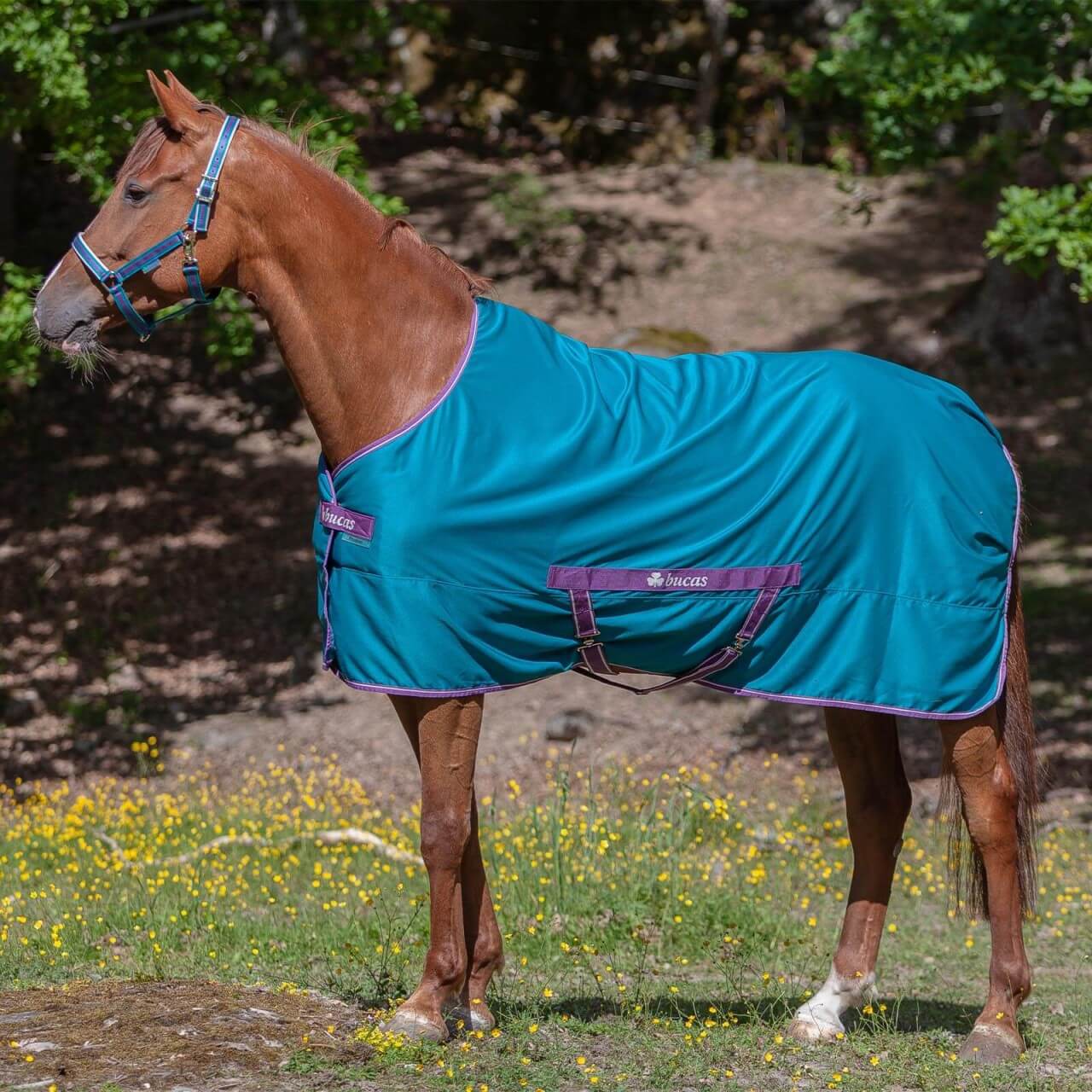 Bucas Decke Freedom Twill Sheet FS 2023 Stalldecke kavalio