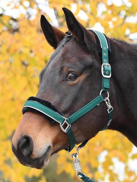 Halfter Ideal Stallhalfter Halfter Ideal Stallhalfter