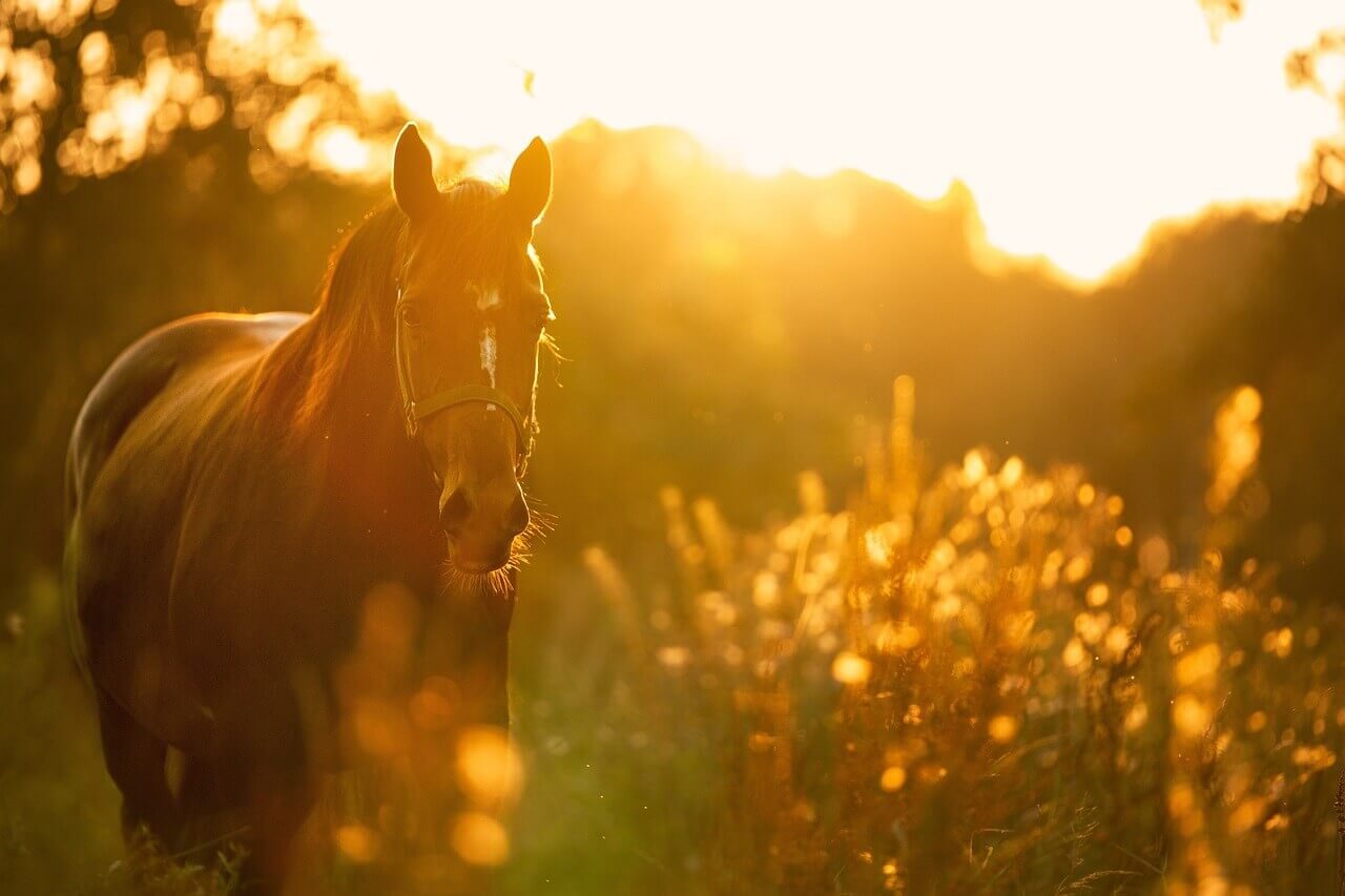 horse-4810484_1280-1jwY3Le9OKuBE2