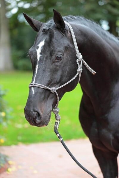 Knotenhalfter Halfter Knotenhalfter Halfter