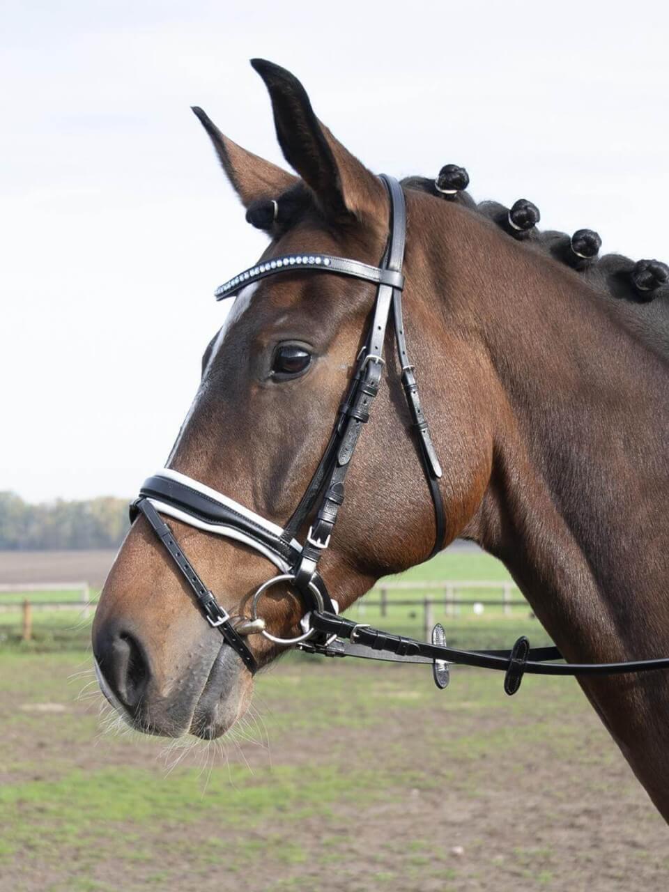 BUSSE Trense Comfort Plus Zaumzeug mit Zügel BUSSE Trense Comfort Plus Zaumzeug mit Zügel