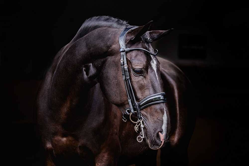 PS of Sweden Kandare Passage Lack Kandarenzaum PS of Sweden Kandare Passage Lack Kandarenzaum