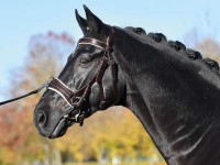 Braun (Creme) Braun (Creme)