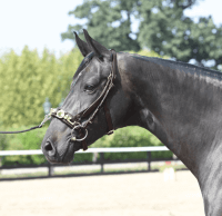 Braun/Messing Braun/Messing