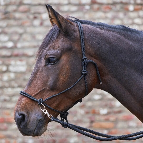 Knotenhalfter mit Zügel Knotenhalfter mit Zügel