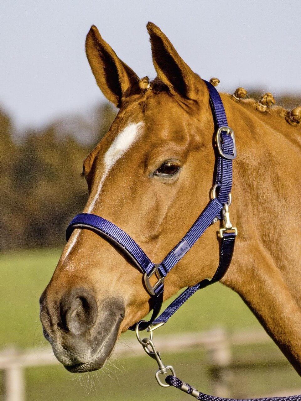 BUSSE Halfter Solid Soft Stallhalfter BUSSE Halfter Solid Soft Stallhalfter