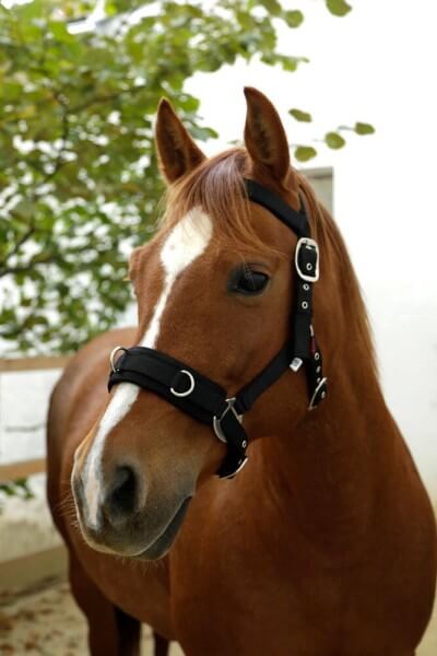 Longierhalfter Kunststoff Longierhalfter Kunststoff