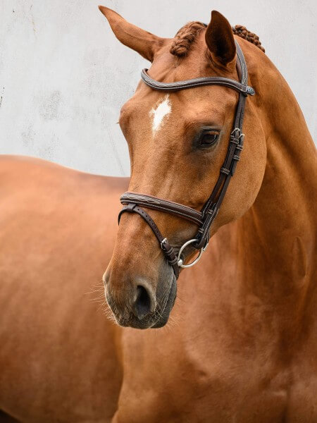 Trense Stockholm Trensenzaum Trense Stockholm Trensenzaum