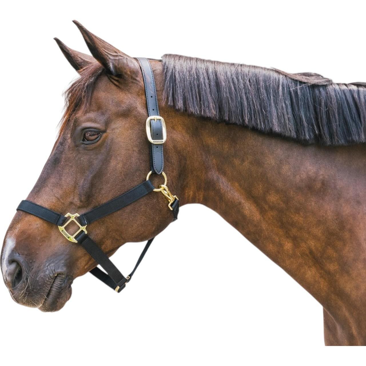 Kentucky Horsewear Halfter Breakaway Nylonhalfter Kentucky Horsewear Halfter Breakaway Nylonhalfter