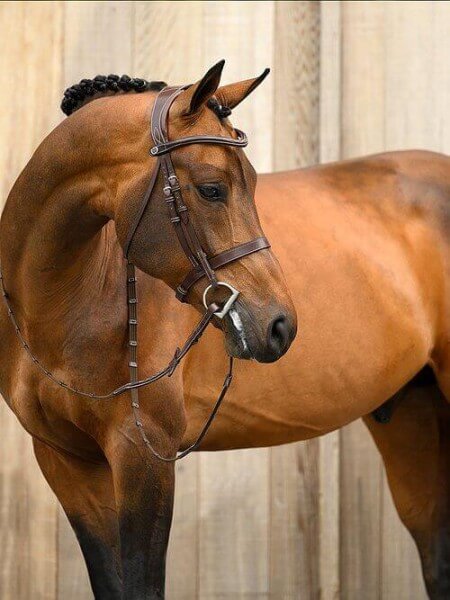 Trense Wellington Zaumzeug Trensenzaum Trense Wellington Zaumzeug Trensenzaum