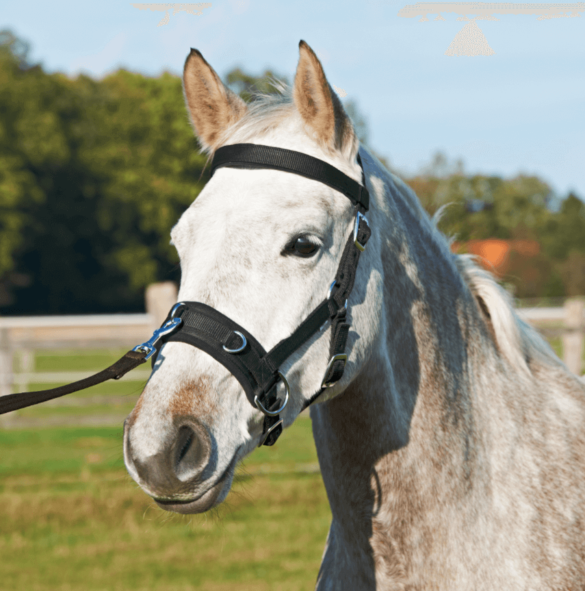 BUSSE Kappzaum Nylon Pro Longieren BUSSE Kappzaum Nylon Pro Longieren